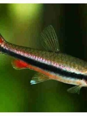 Tetra Lápis 1-3cm