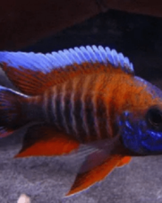 Aulonocara Eureka 6-8cm