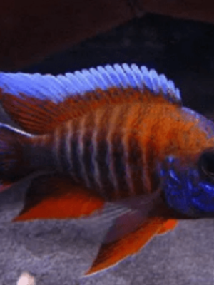 Aulonocara Eureka 6-8cm