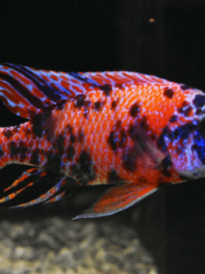 Aulonocara Orange Blue 6-9cm