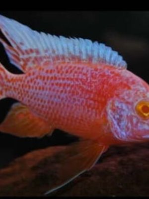 Aulonocara Dragon Blood 6-8cm