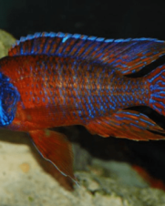 Aulonocara Red Flash 6-8cm Aulonocara Red Flash 6-8cm