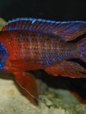 Aulonocara Red Flash 6-8cm