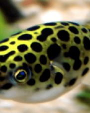 Baiacu Puffer Green Spotted 3-4cm