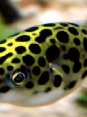 Baiacu Puffer Green Spotted 3-4cm