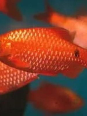 Barbo Cereja Macho 2-4cm