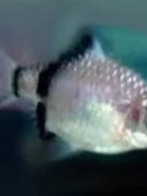 Barbo Sumatra Panda 2-4cm