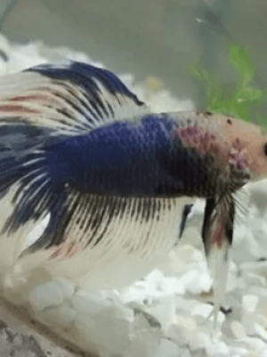 Betta Macho Palhaço 3-5cm