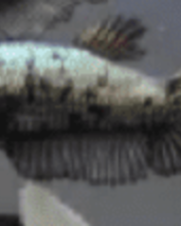 Betta Fêmea Bronze 2-4cm Betta Fêmea Bronze 2-4cm