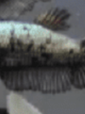 Betta Fêmea Bronze 2-4cm