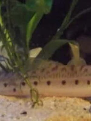 Botia Cara de Cavalo 3-5cm