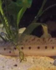 Botia Cara de Cavalo 3-5cm