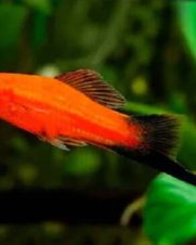 Espada Wagtail 2-5cm Espada Wagtail 2-5cm