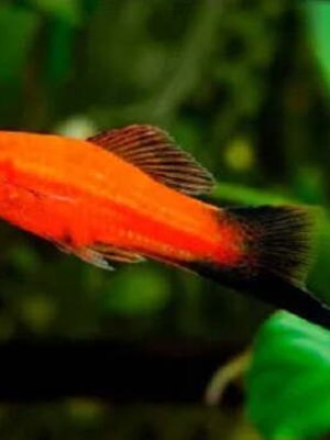 Espada Wagtail 2-5cm