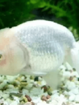 Kinguio Ranchu Branco 4-6cm