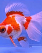 Kinguio Telescopio WR 6-9cm Kinguio Telescopio WR 6-9cm