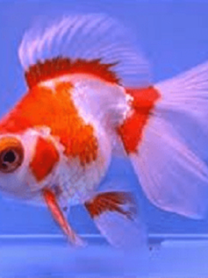 Kinguio Telescopio WR 6-9cm