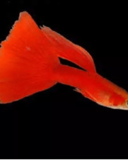 Lebiste Full Red Casal 2-4cm Lebiste Full Red Casal 2-4cm