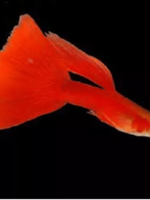 Lebiste Full Red Casal 2-4cm