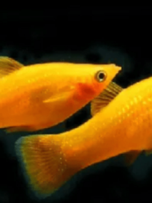 Molinesia Tangerina 2-4cm