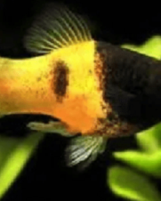 Plati Abelhinha 2-4cm