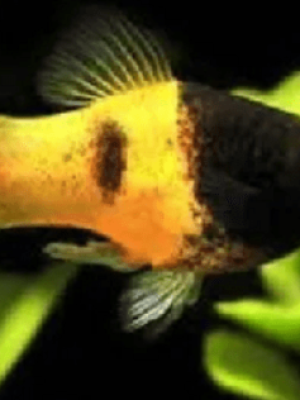 Plati Abelhinha 2-4cm