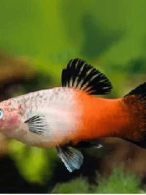 Plati Tricolor 2-4cm