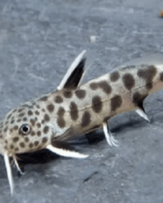 Synodontis Petricola 3-6cm