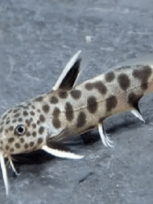 Synodontis Petricola 3-6cm
