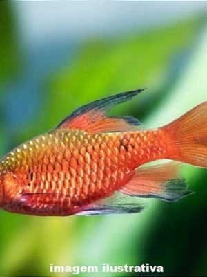 Barbo Conchônio Véu 2-4cm