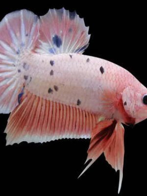 Betta Macho Plakat 4-6cm