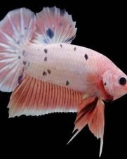 Betta Macho Plakat 3-6cm