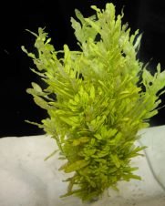 Ludwigia Green