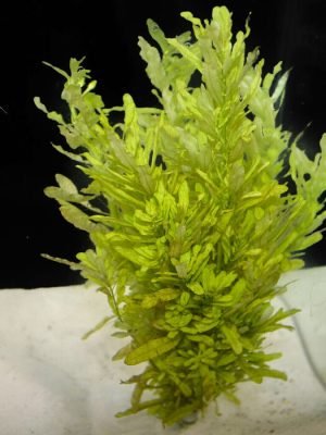 Ludwigia Green