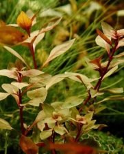 Ludwigia Palustris