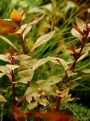 Ludwigia Palustris