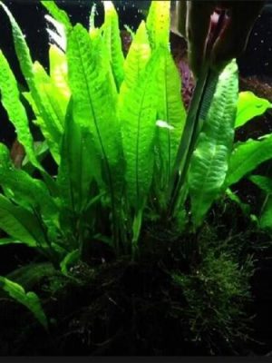 Microsorum Pteropus