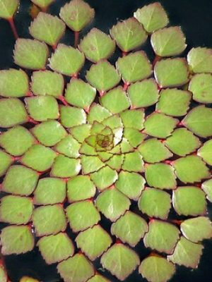 Ludwigia Sedoides