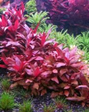 Alternanthera reineckii