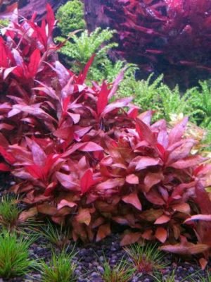 Alternanthera reineckii