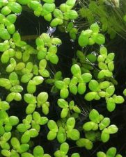 Lemna sp. (Lentilha d'água) porção 5x5