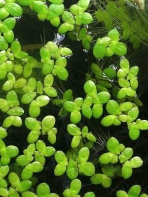 Lemna sp. (Lentilha d'água) porção 5x5
