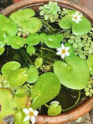 Nymphoides Indica