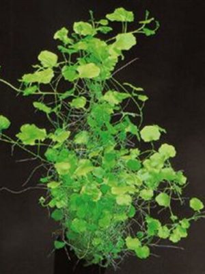 Cardamine Lyrata