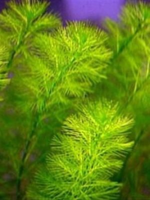 Myriophyllum aquaticum