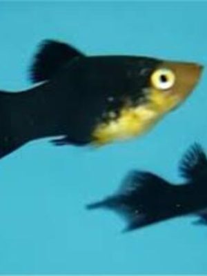 Plati Black Seta 2-4cm