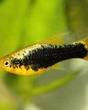 Plati Hawaii 2-4cm