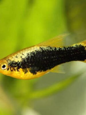Plati Hawaii 2-4cm