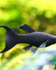 Molinesia Black Lira 2-4cm Molinesia Black Lira 2-4cm