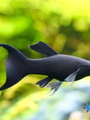 Molinesia Black Lira 2-4cm